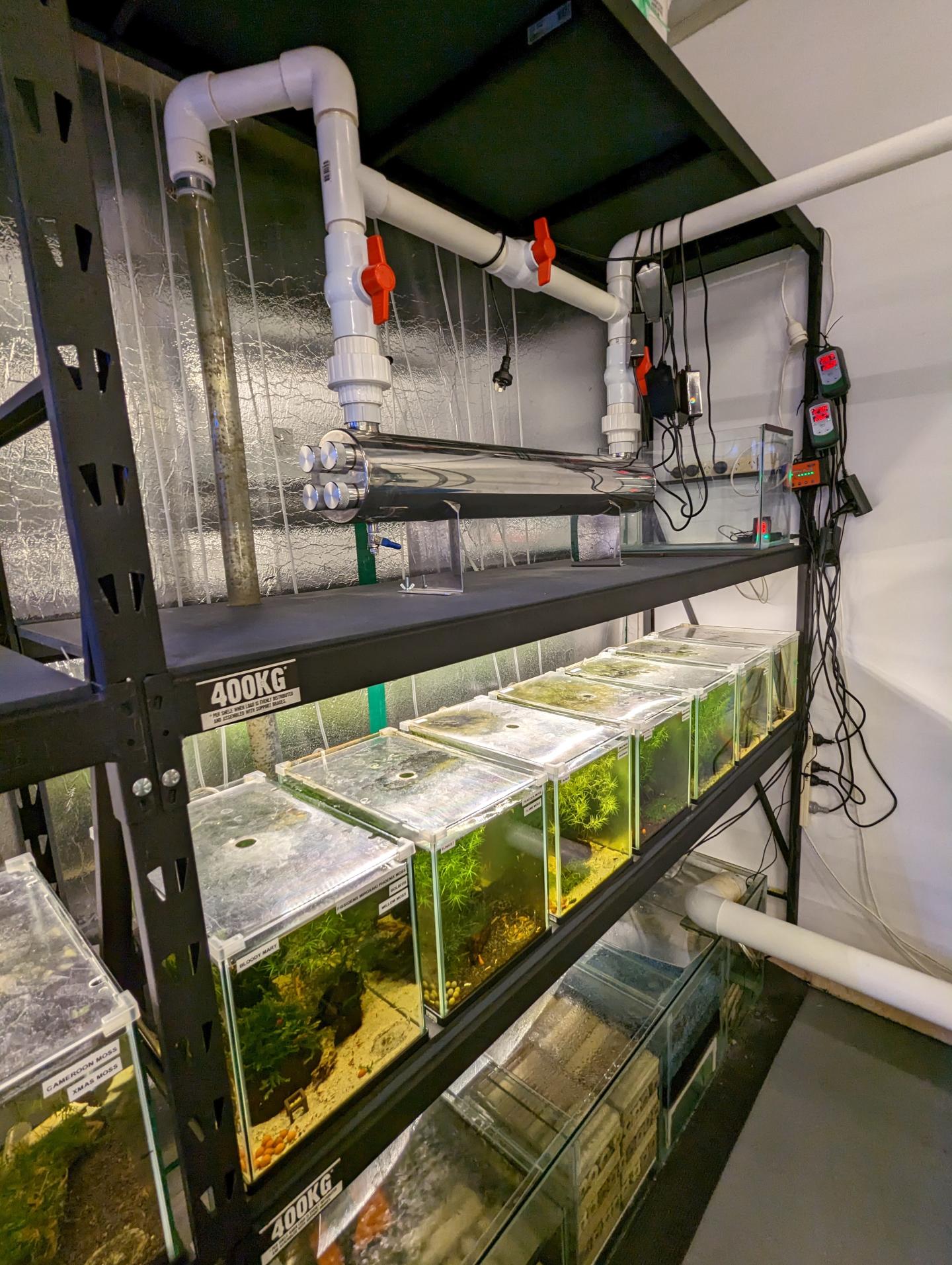 Point Pleco Aquariums fish room