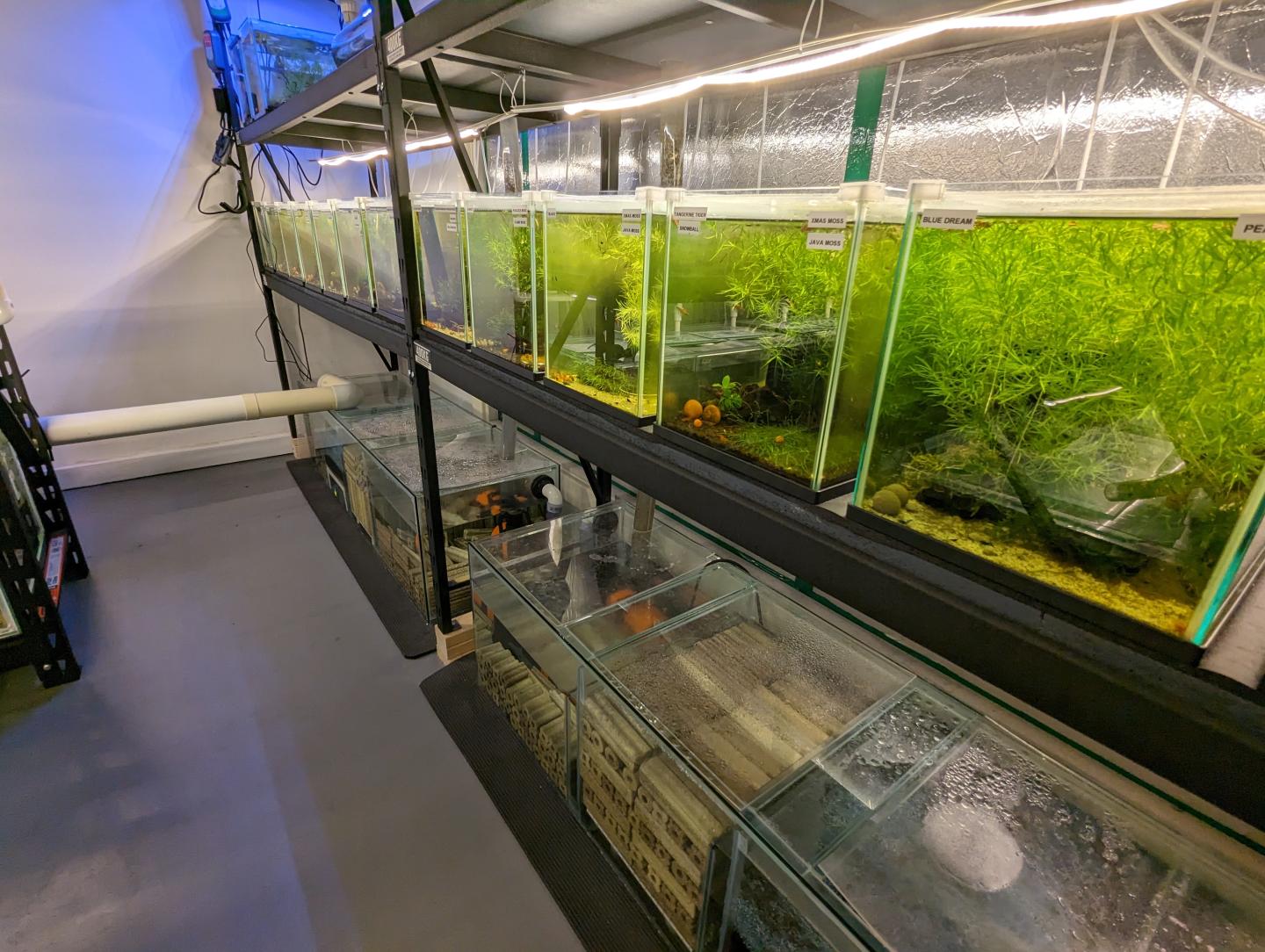 Point Pleco Aquariums fish room