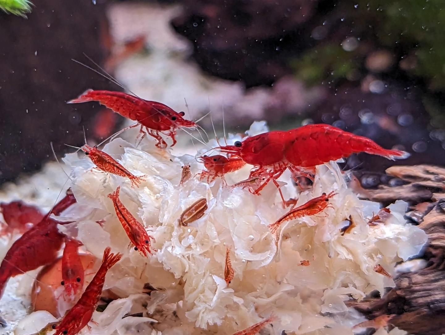 Bloody mary shrimp