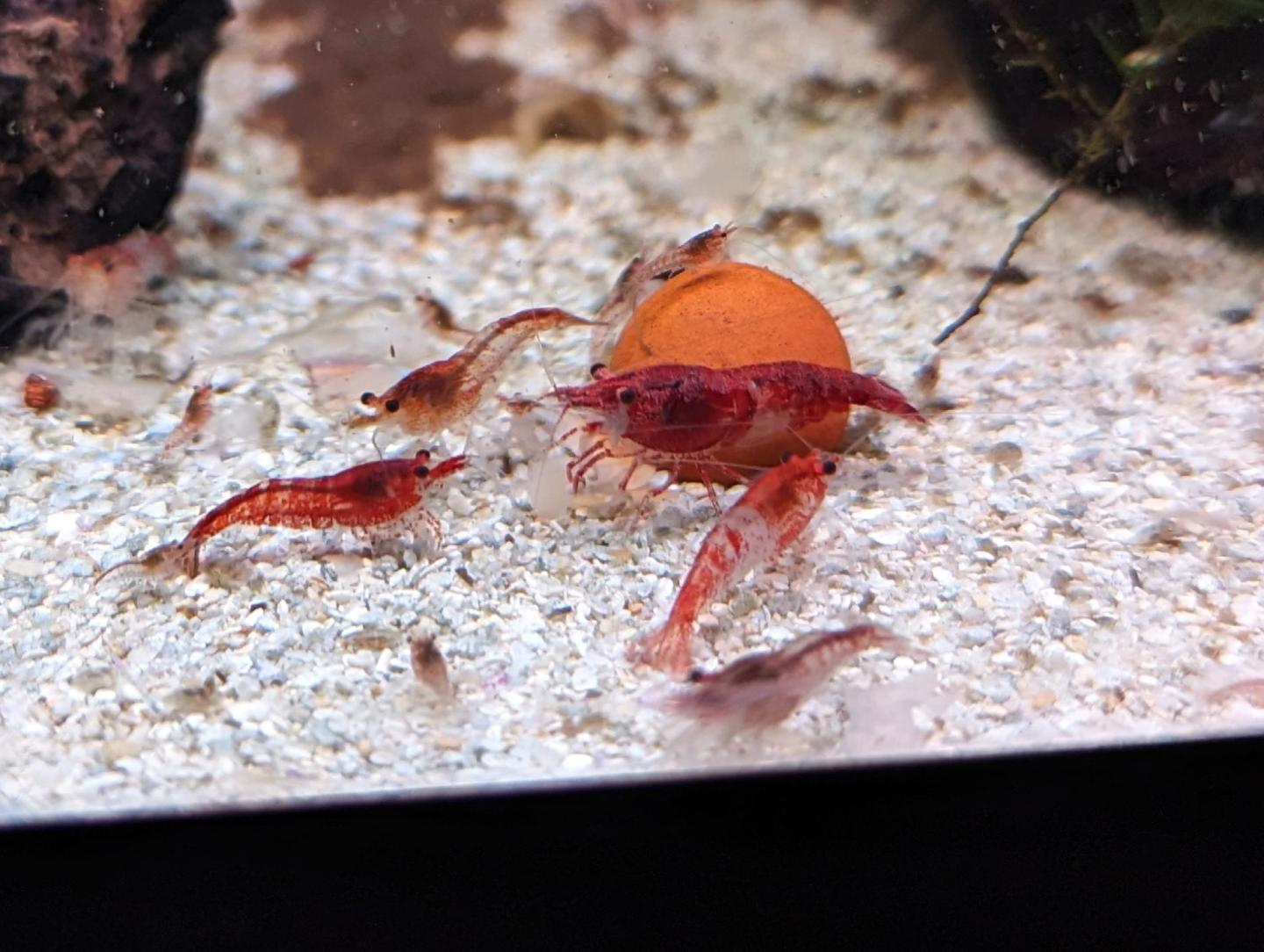 Red Rilli Shrimp