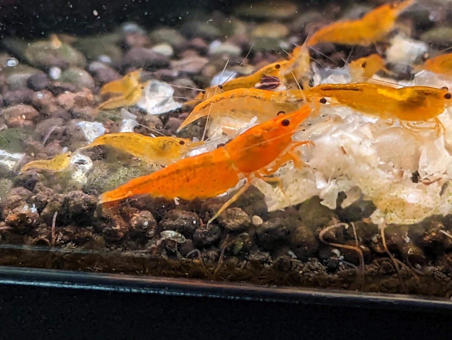 Neo Caridina Sunkist Cherry Shrimp