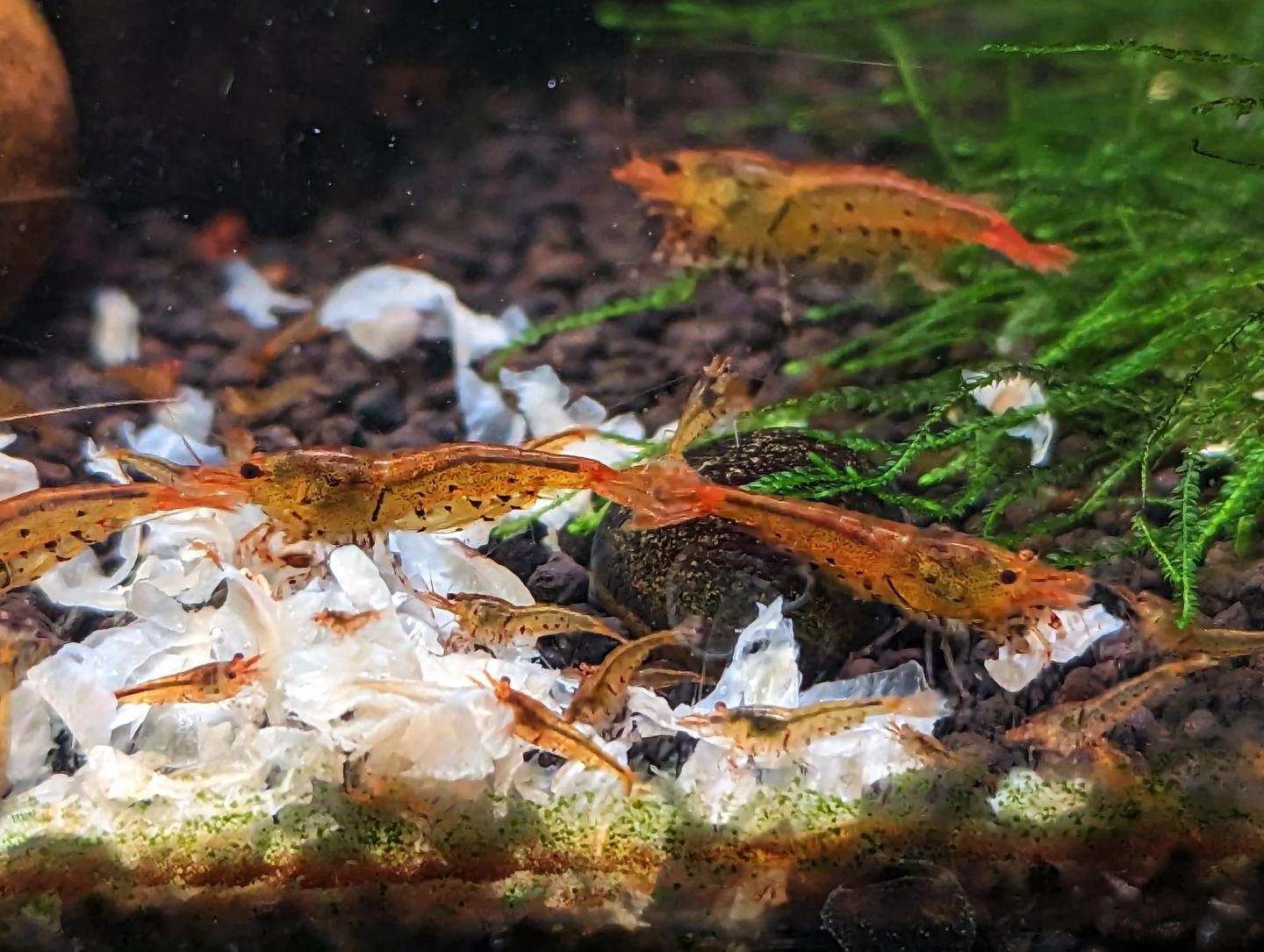 Tangerine