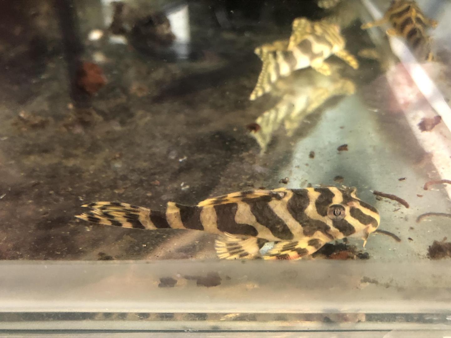 Buy L134 Leopard Frog Pleco online in Australia | Point Pleco Aquariums